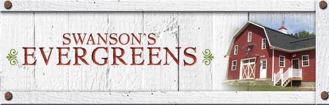 Swanson's Evergreen Seedlings & Transplants